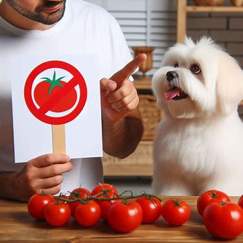 گوچه فرنگی سبزی مضر برای سگ 